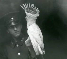 Ein Tierpfleger hält einen jungen Kakadu im Londoner Zoo, September 1921